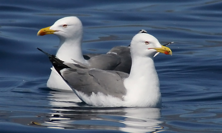 Weikopfmwe  (Larus cachinnans)