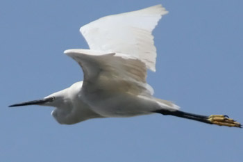 Seidenreiher  (Egretta garzetta)