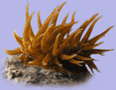Sargasso-Anemone (Anemonia melanaster)