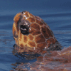 Unechte Karettschildkrte  (Caretta caretta)