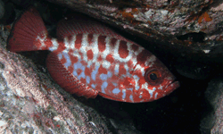 Glasauge (Heteropriacanthus cruentatus)