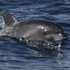 Grosser Tmmler  (Tursiops truncatus)