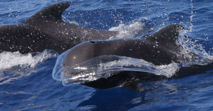 Brydewal (Balaenoptera edeni / Balaenoptera brydei) - Whalewatching vor La Gomera