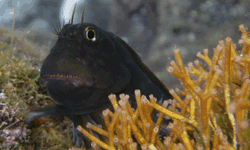 Rotlippen-Schleimfisch (Ophioblennius atlanticus atlanticus)