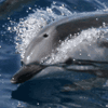 Streifendelfin, Blauweißer Delfin  (Stenella coeruleoalba)
