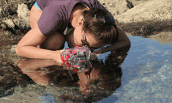 Unterwasserfotografie im Felswatt Charco del Conde, Valle Gran Rey, La Gomera