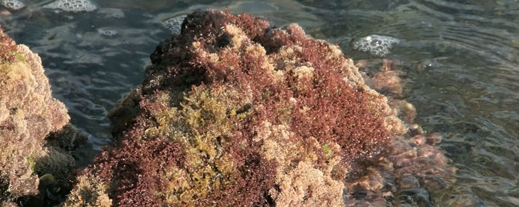 Rotalgengemeinschaft aus Jania rubens, Corallina elongata, Laurencia obtusa, Geldium sp