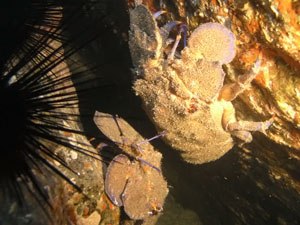 Groer Brenkrebs (Scyllarides latus)