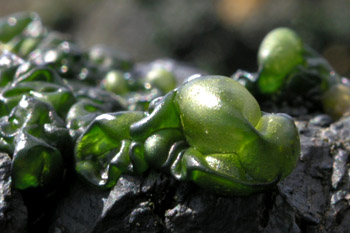 Blaualgen, Cyanobakterien (Calothrix crustacea)