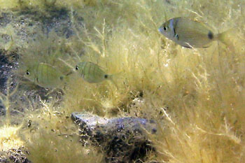 Geißbrasse (Diplodus sargus cadenati), Zweibindenbrasse (Diplodus vulgaris)