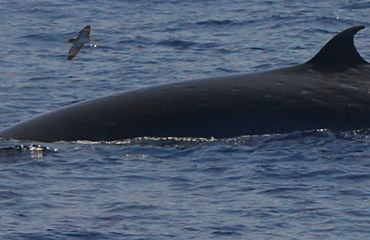 Brydewal (Balaenoptera edeni / Balaenoptera brydei)