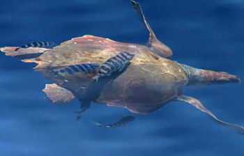 Unechte Karettschildkrte (Caretta caretta) mit Pilotmakrelen (Naucrates ductor)