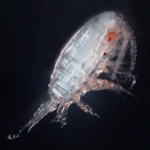 Ruderfukrebs (Copepoda)