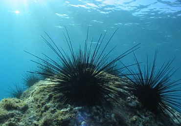 Diademseeigel (Diadema antillarum)