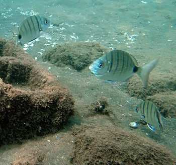 Geibrasse (Diplodus sargus cadenati)