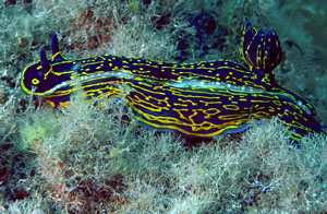 Gelbviolette Sternschnecke (Hypselodoris picta webbi)