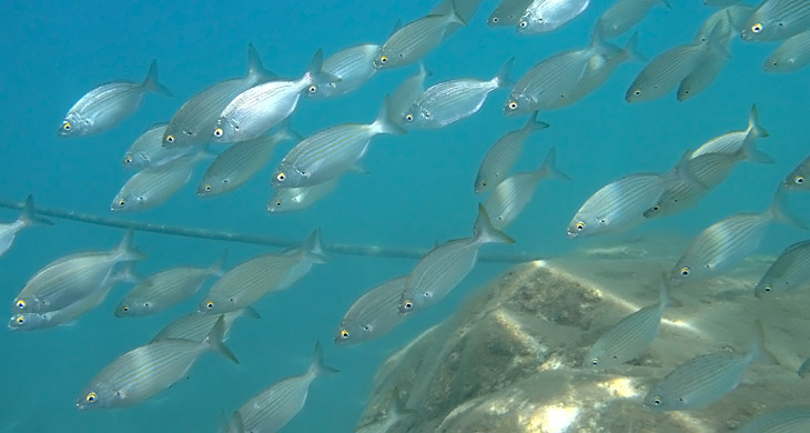 Goldstriemen (Sarpa salpa)