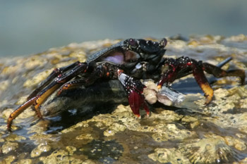 Rote Felskrabbe (Grapsus grapsus)