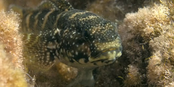 Grundel (Mauligobius maderensis)