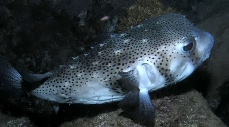 Gepunkteter Igelfisch (Chilomycterus atringa)