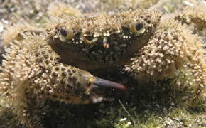 Italienischer Taschenkrebs, Felsenkrabbe (Eriphia verrucosa)