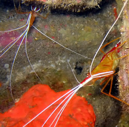 Putzergarnelen "Lady Scarlet" (Lysmata grabhami)