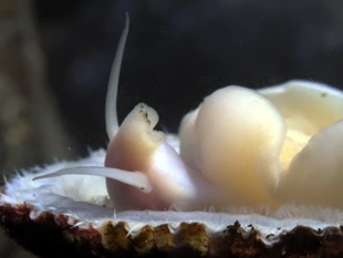 Napfschnecke, Lapa (Patella candei crenata)