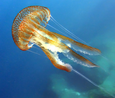 Leuchtqualle (Pelagia noctiluca)