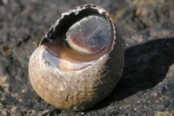 Strandschnecke (Littorina striata)