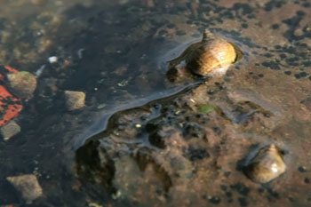 Strandschnecke (Littorina striata)