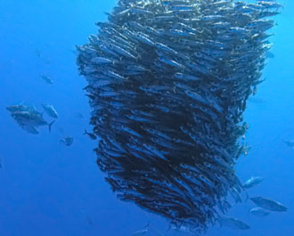 Im Schwarm: Makrelen (Scomber colias), unter Angriff von Bonitos, gestreifte Thunfische (Katsuwonus pelamis)