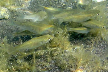 Goldmeeräsche, Kastenmaul-Meeräsche (Liza aurata)