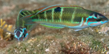 Meerpfau (Thalassoma pavo)