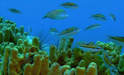 Goldschwamm (Verongia aerophoba) und Meerpfaue (Thallasoma pavo)