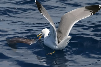 Weikopfmwe (Larus cachinnans), unbest. Tiefseefisch