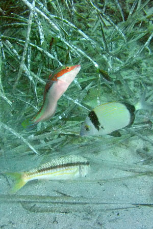 Meerbarbe (Mullus surmuletus), Meerjunker (Coris julis), Zweibindenbrasse (Diplodus vulgaris)