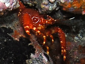 Atlantische Riffhummer (Enoplometopus antillensis)