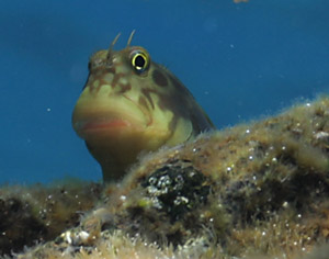 Rotlippenblennie (Ophioblennius atlanticus atlanticus)