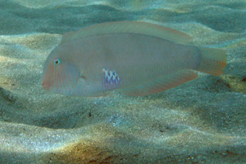 Schermesserfisch (Xyrichthys novacula)