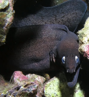 Schwarze Murne (Muraena augusti)