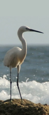 Seidenreiher (Egretta garetta)