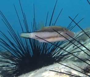 Spitzkopf-Kugelfisch (Canthigaster capistrata)