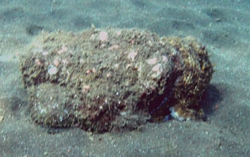 Gemeine Krake, Gewhnlicher Oktopus (Octopus vulgaris)