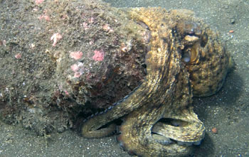 Gemeine Krake, Gewhnlicher Oktopus (Octopus vulgaris)