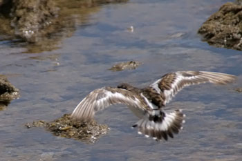 Steinwlzer (Arenaria interpres)