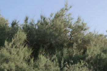 Tamariske (Tamarix canariensis)