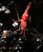 Atlantische Tanzgarnele (Cinetorhynchus rigens)