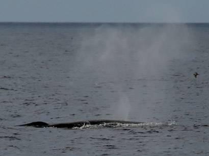 unbest. Bartenwal vor La Gomera