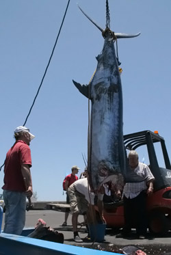 Blauer Marlin (Makaira nigricans)