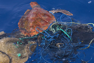 Unechte Karettschildkrte (Caretta caretta)